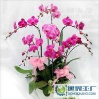 新疆库尔勒绿石园花卉 专业鲜花速递与植物盆景供应